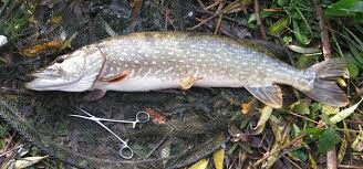 28/9/22 When can I spin for Pike & Perch ?