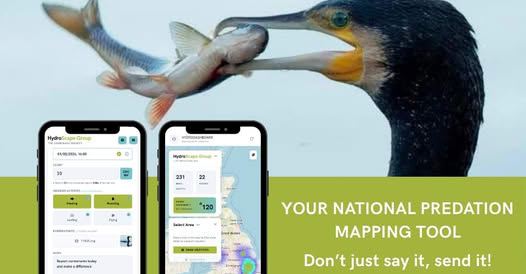 Cormorant Predation Mapping Tool – Please report your sightings.